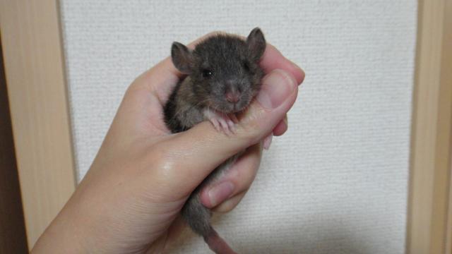 レッキスダンボラット　アグーチ