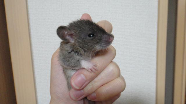 レッキスダンボラット　アグーチ