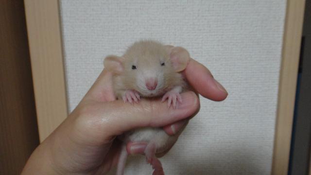 レッキスダンボラット　クリーム