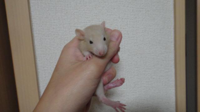 ダンボラット　クリーム