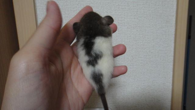 レッキスダンボラット　ミックス