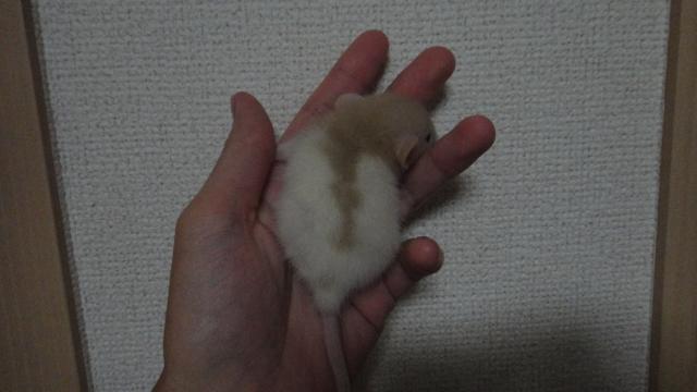 ダンボラット　ミックス