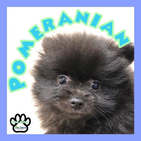ポメラニアン
