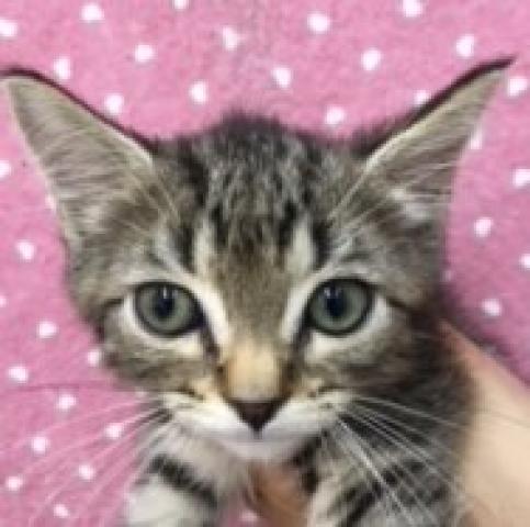 スコティッシュフォールド