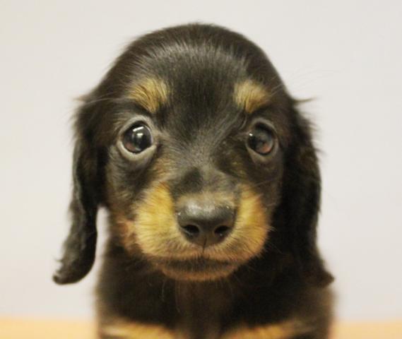 ミニチュアダックスフンド