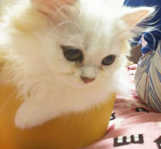 ペルシャ・ヒマラヤン