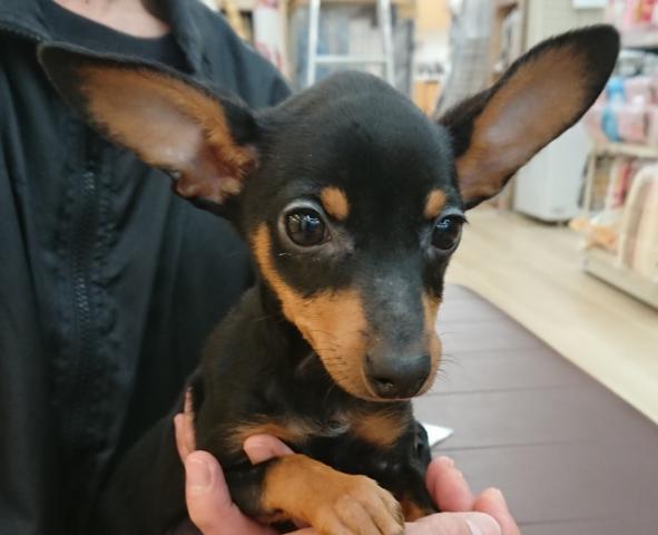 ミニチュアピンシャー