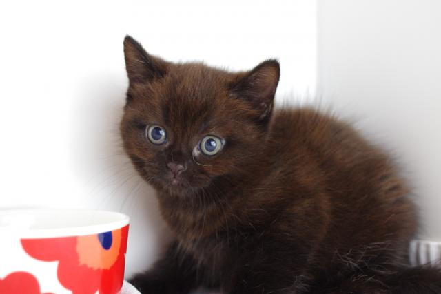 ミヌエット（旧ナポレオン）