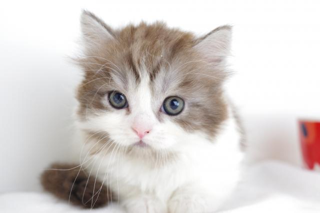 ミヌエット(旧ナポレオン)