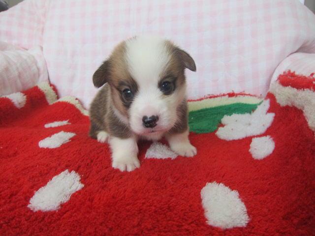 ウェルシュコーギーペンブローク