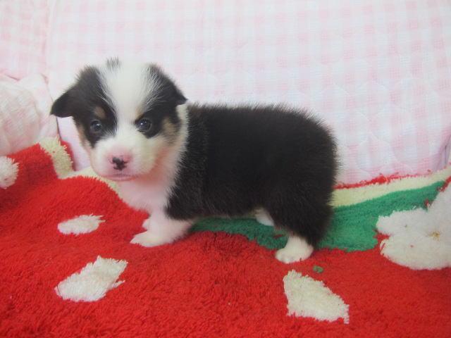 ウェルシュコーギーペンブローク