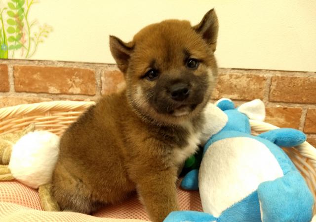 柴犬