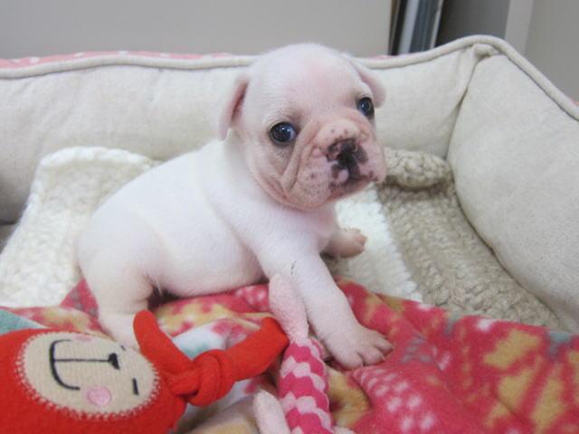 フレンチブルドッグ