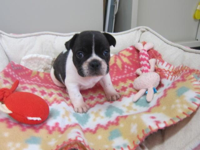 フレンチブルドッグ