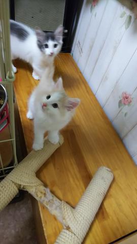 ノルウェージャンフォレストキャット