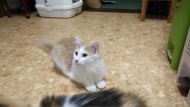 ノルウェージャンフォレストキャット