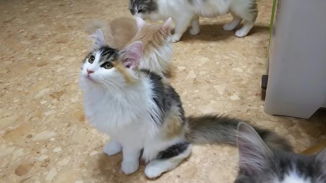 ノルウェージャンフォレストキャット