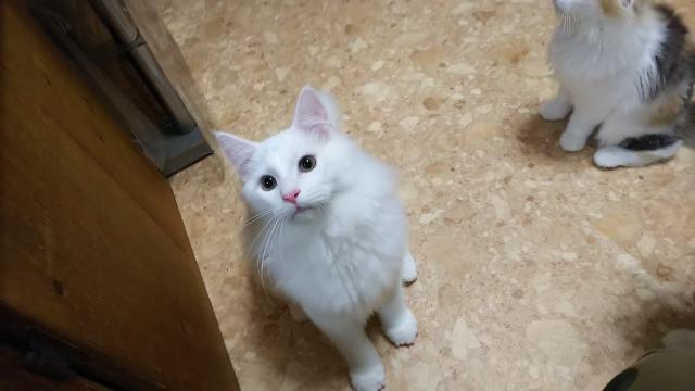 ノルウェージャンフォレストキャット