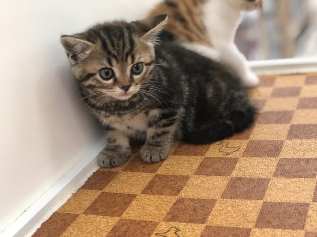 スコティッシュフォールド