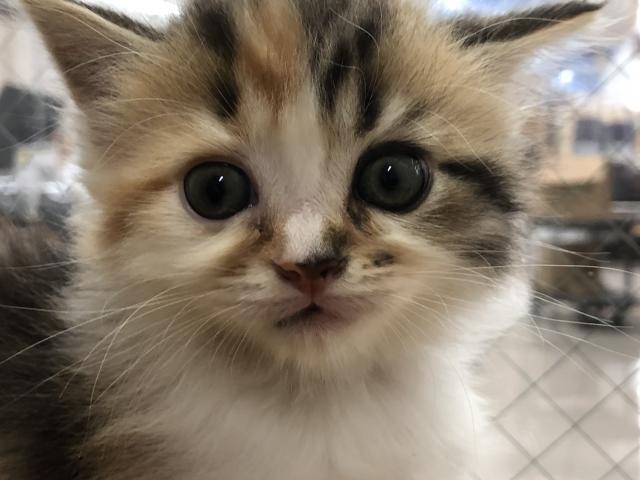 スコティッシュフォールド