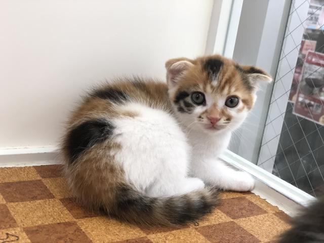 スコティッシュフォールド