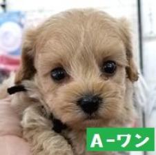 MIX(雑種)マルプー