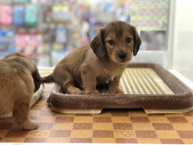 ミニチュアダックスフンド