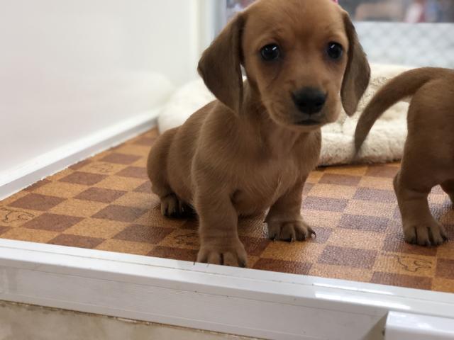 ミニチュアダックスフンド