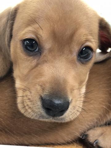 ミニチュアダックスフンド