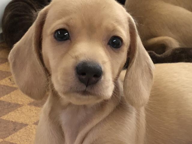 ミニチュアダックスフンド