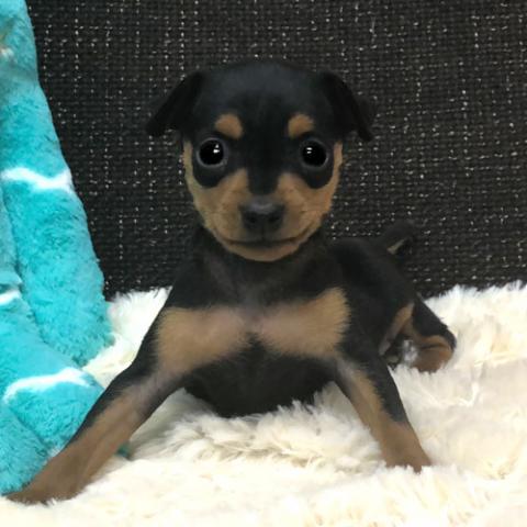 ミニチュアピンシャー