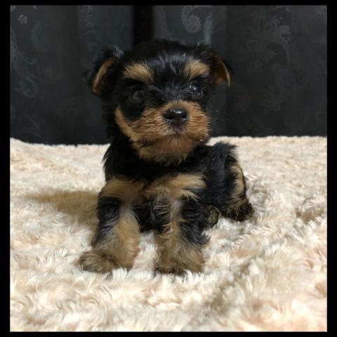 ヨークシャーテリア