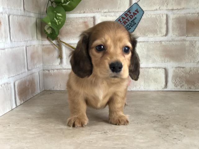 ミニチュアダックスフンド