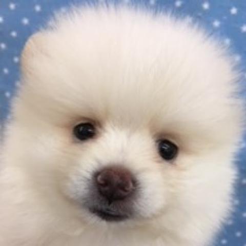 ポメラニアン