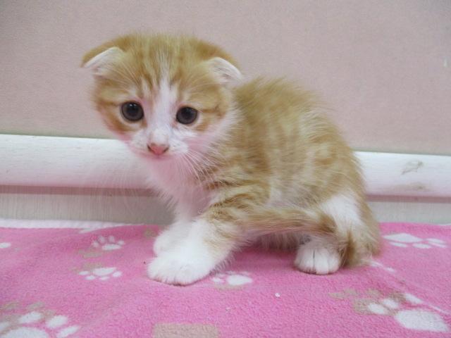 キンカロー