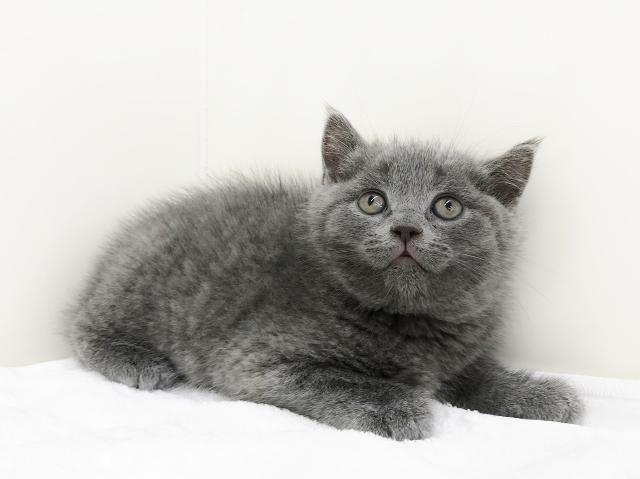 ブリティッシュショートヘア