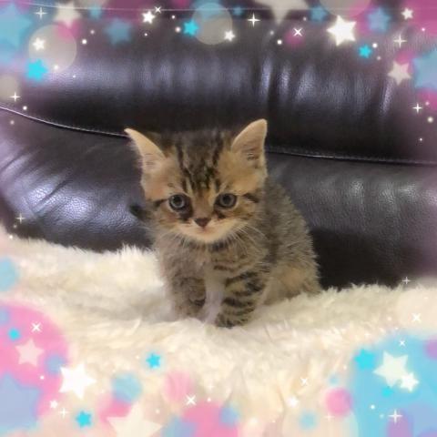 ミヌエット（旧ナポレオン）