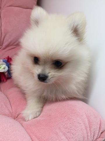 ポメラニアン