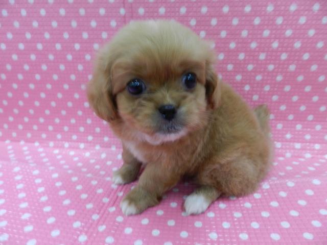 ミックスちゃん