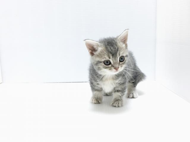 マンチカン(短足・短毛)