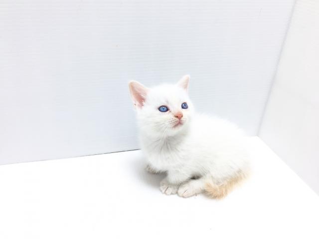 マンチカン(短足・短毛)