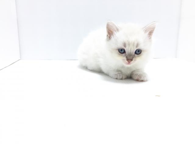 マンチカン(短足・長毛)