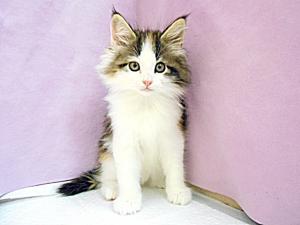 ノルウェジアンフォレストキャット