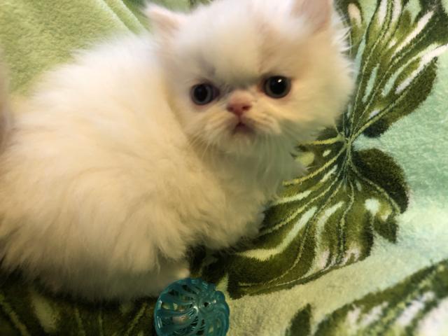 エキゾチックロングヘアー