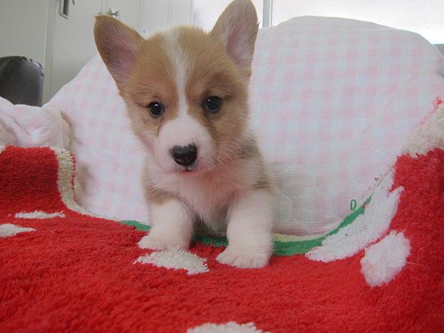 ウェルシュコーギーペンブローク