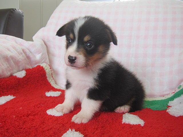 ウェルシュコーギーペンブローク