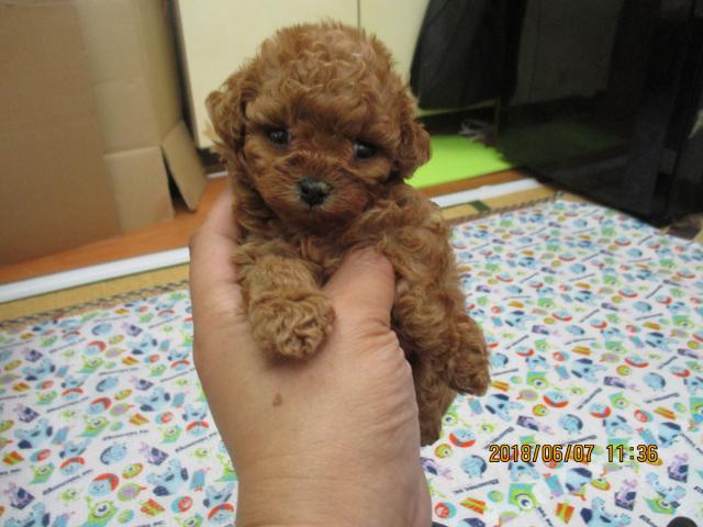トイプードル