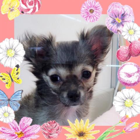 チワワ（ロングコート）