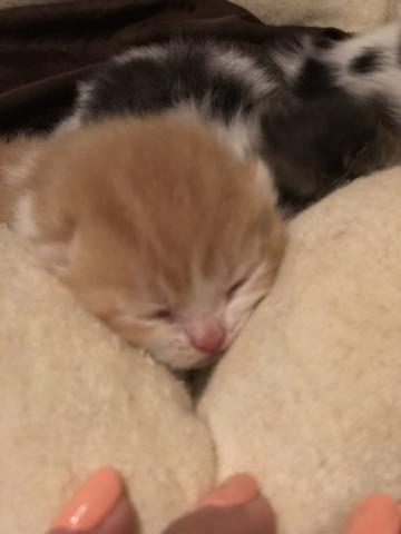 ミヌエット（旧ナポレオン）