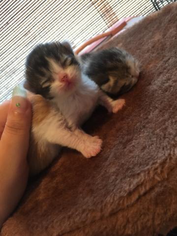 ミヌエット（旧ナポレオン）